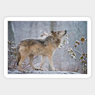 Grey Wolf Sticker